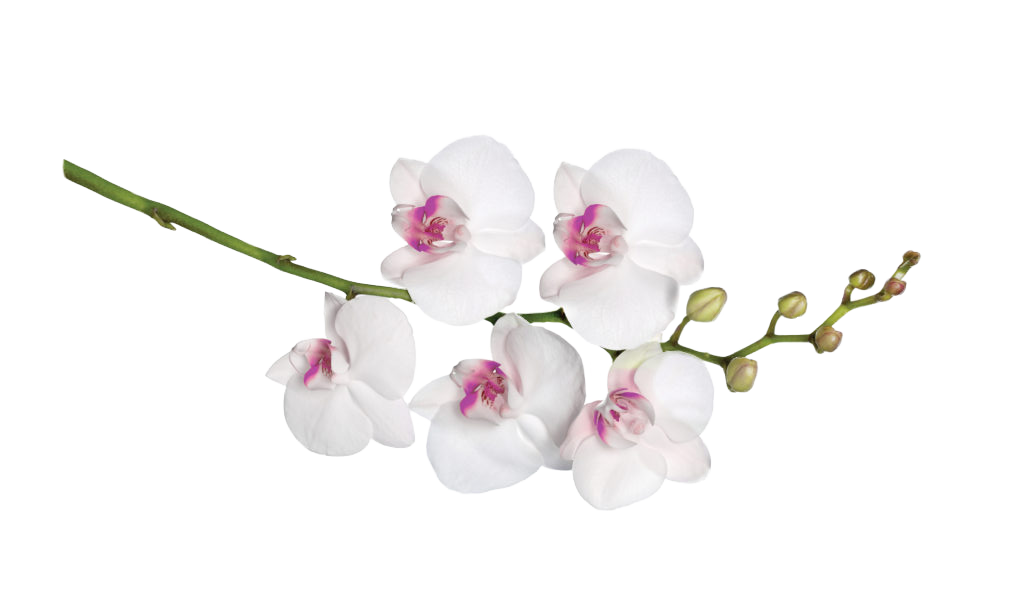 Beautiful white orchid flower, a special ingredient in Me&My haircare products that are made in Australia.