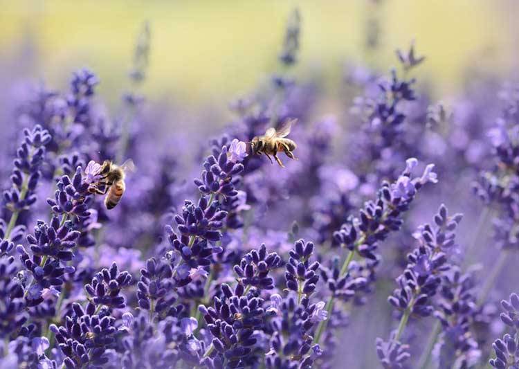 Lavendar field with bees